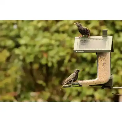 FeatherSnap smart bird feeder with HD camera: Heather Osborn Photography