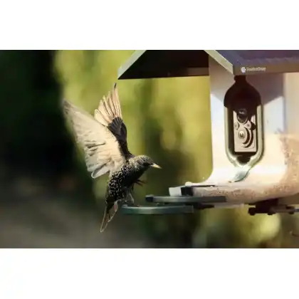 FeatherSnap smart bird feeder with HD camera: Heather Osborn Photography