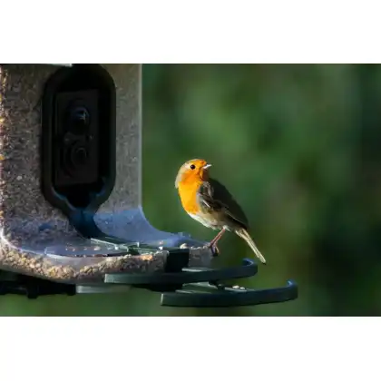 FeatherSnap smart bird feeder: Jake Cohen photography