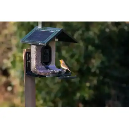 FeatherSnap smart bird feeder: Jake Cohen photography