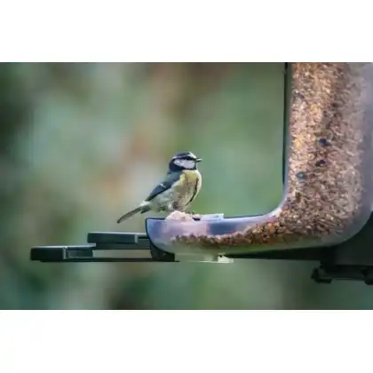 FeatherSnap smart bird feeder: Jake Cohen photography