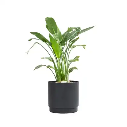 Alto Slate Planter by Primeur