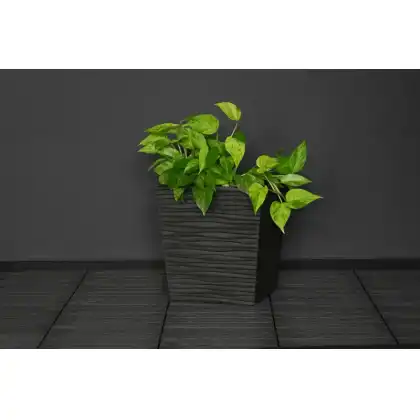 Cello Planter by Primeur