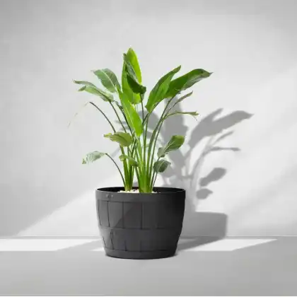 Barrel self-watering planter by Primeur