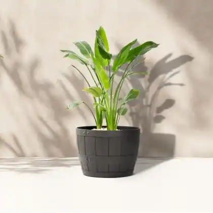 Barrel self-watering planter by Primeur