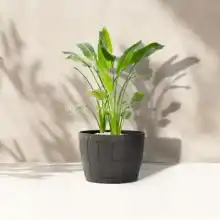 Symphony Planter by Primeur