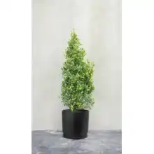 Symphony Planter by Primeur