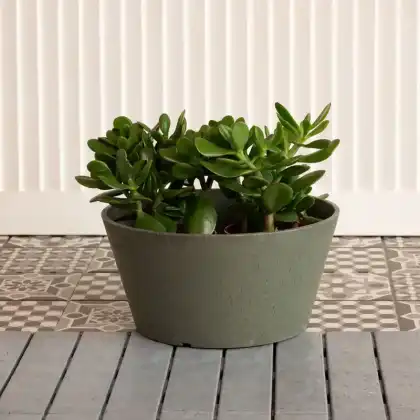 Octavia Planter by Primeur