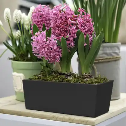 Sonata Trough Planter by Primeur