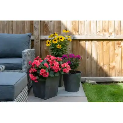 Planter Assortment 2