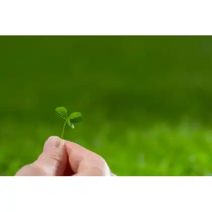 Johnsons Lawn Seed ACE Lawn