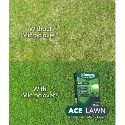 Johnsons Lawn Seed ACE Lawn