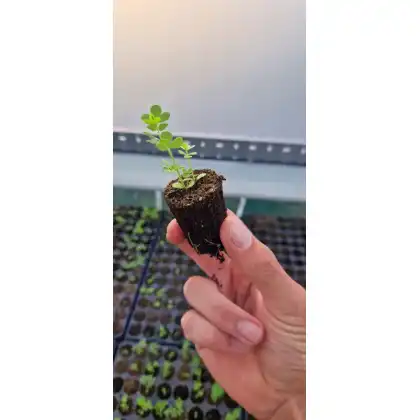 Johnsons Lawn Seed Meadow in a Tray