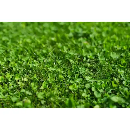 Johnsons Lawn Seed ACE Lawn