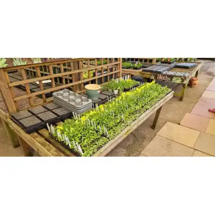 Johnsons Lawn Seed Meadow in a Tray