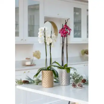 Ivyline Vase & Planter Collection