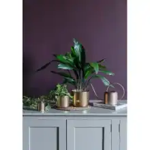 Ivyline 2024 Kew Licensed Planters