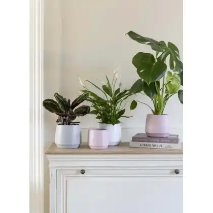 Ivyline Layla planter in rose