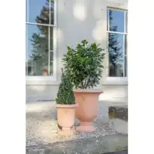 Ivyline 2024 Kew Licensed Planters