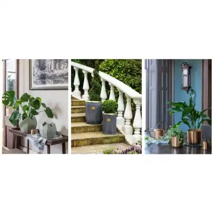 Ivyline 2024 Kew Licensed Planters