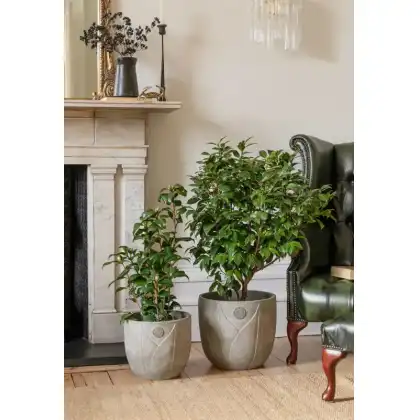 Ivyline 2024 Kew Licensed Planters