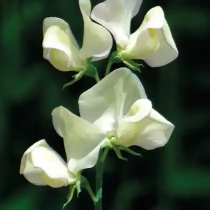 Mr Fothergill's Greenfingers Sweet Pea